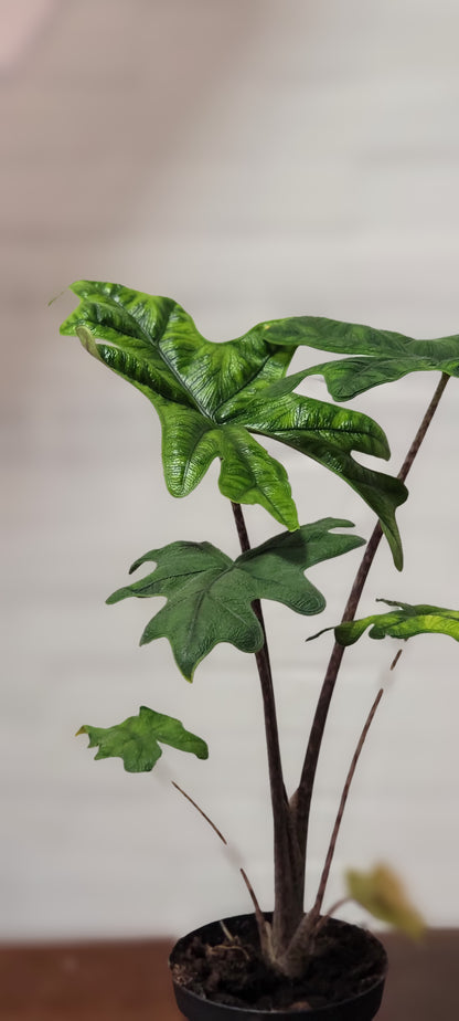 Alocasia Jacklyn