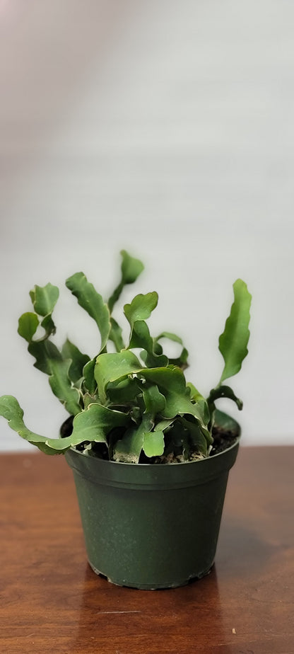 Curly Locks Cactus