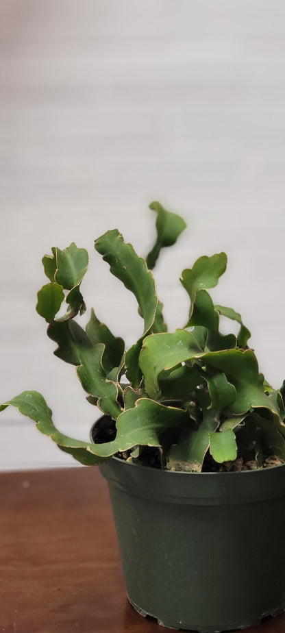 Curly Locks Cactus