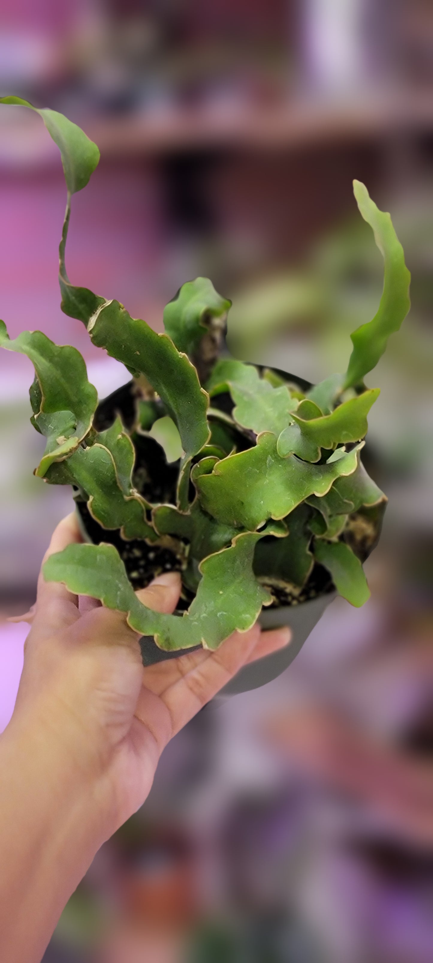 Curly Locks Cactus