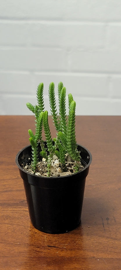 Crassula Watch Chain Succulent