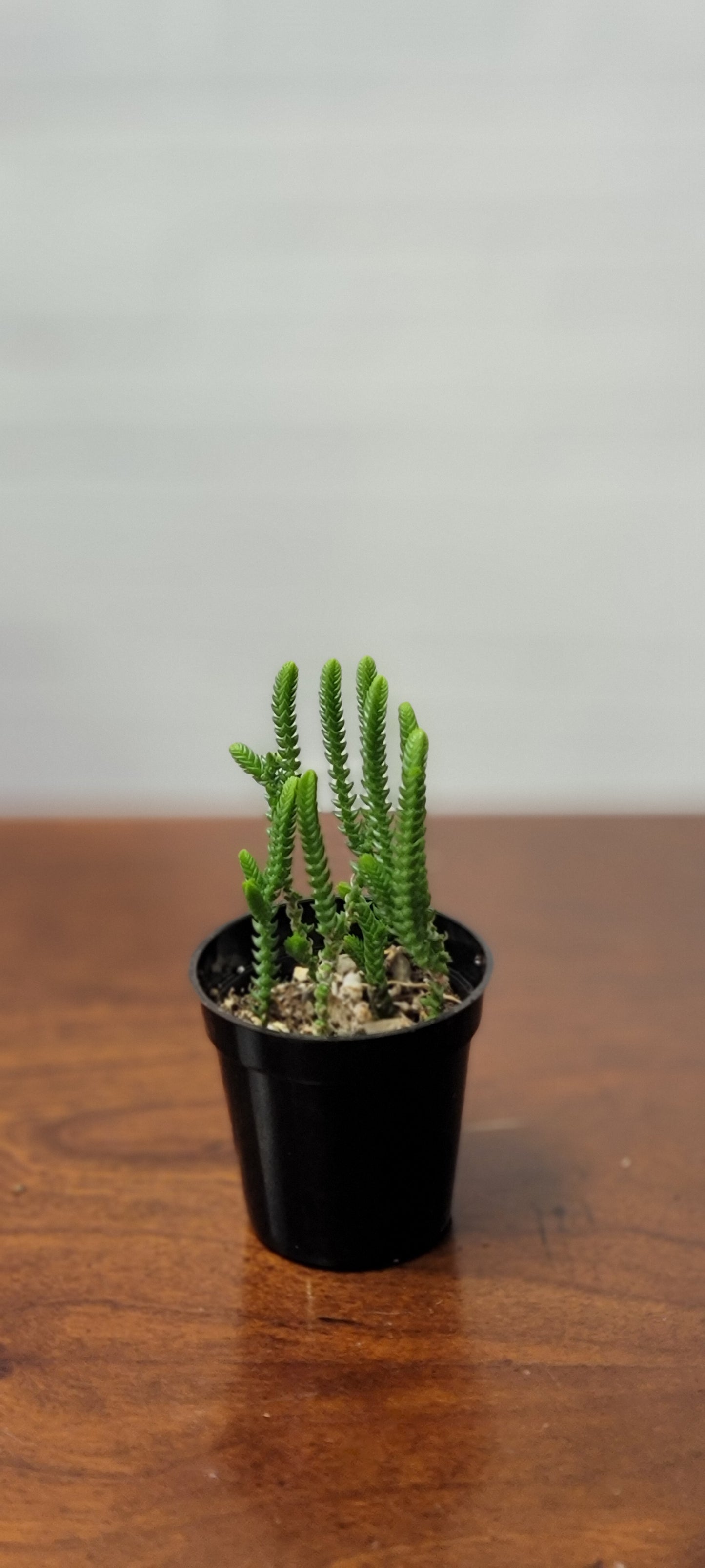 Crassula Watch Chain Succulent