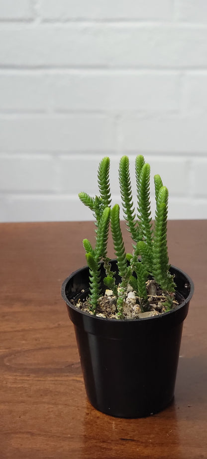 Crassula Watch Chain Succulent