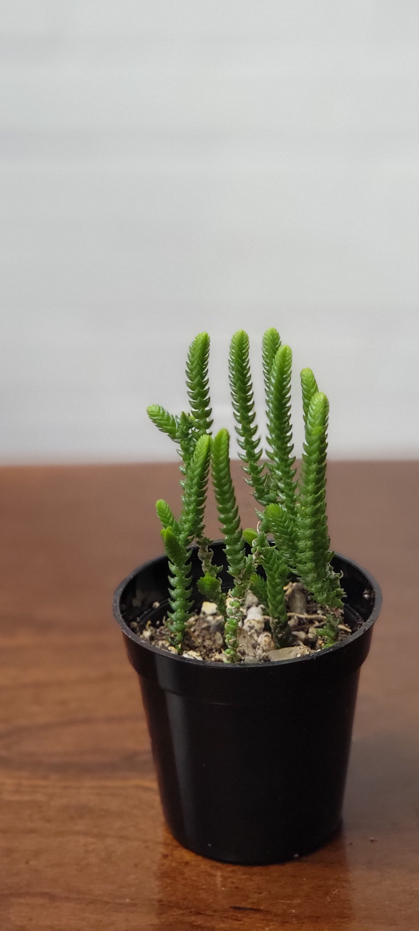 Crassula Watch Chain Succulent