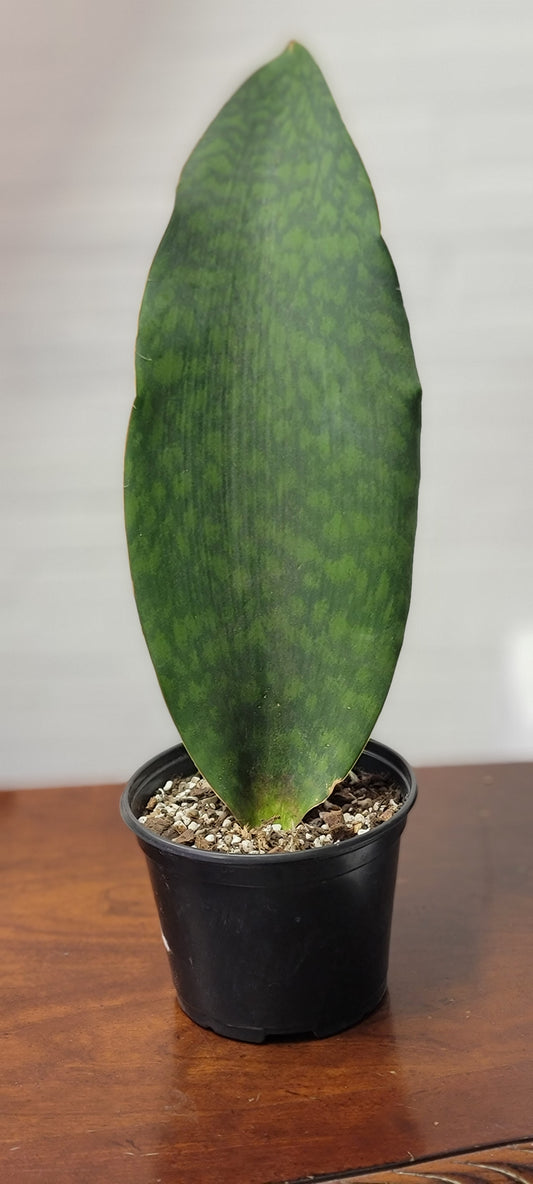 Whale Fin Sansevieria