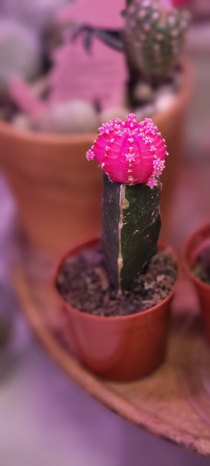 Moon Cactus