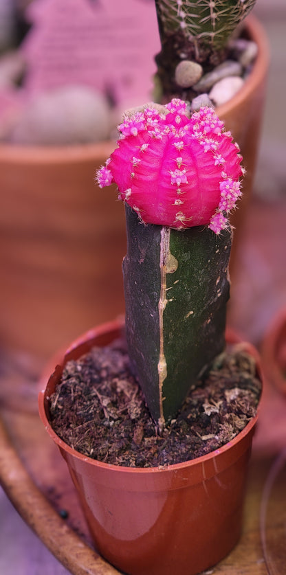 Moon Cactus