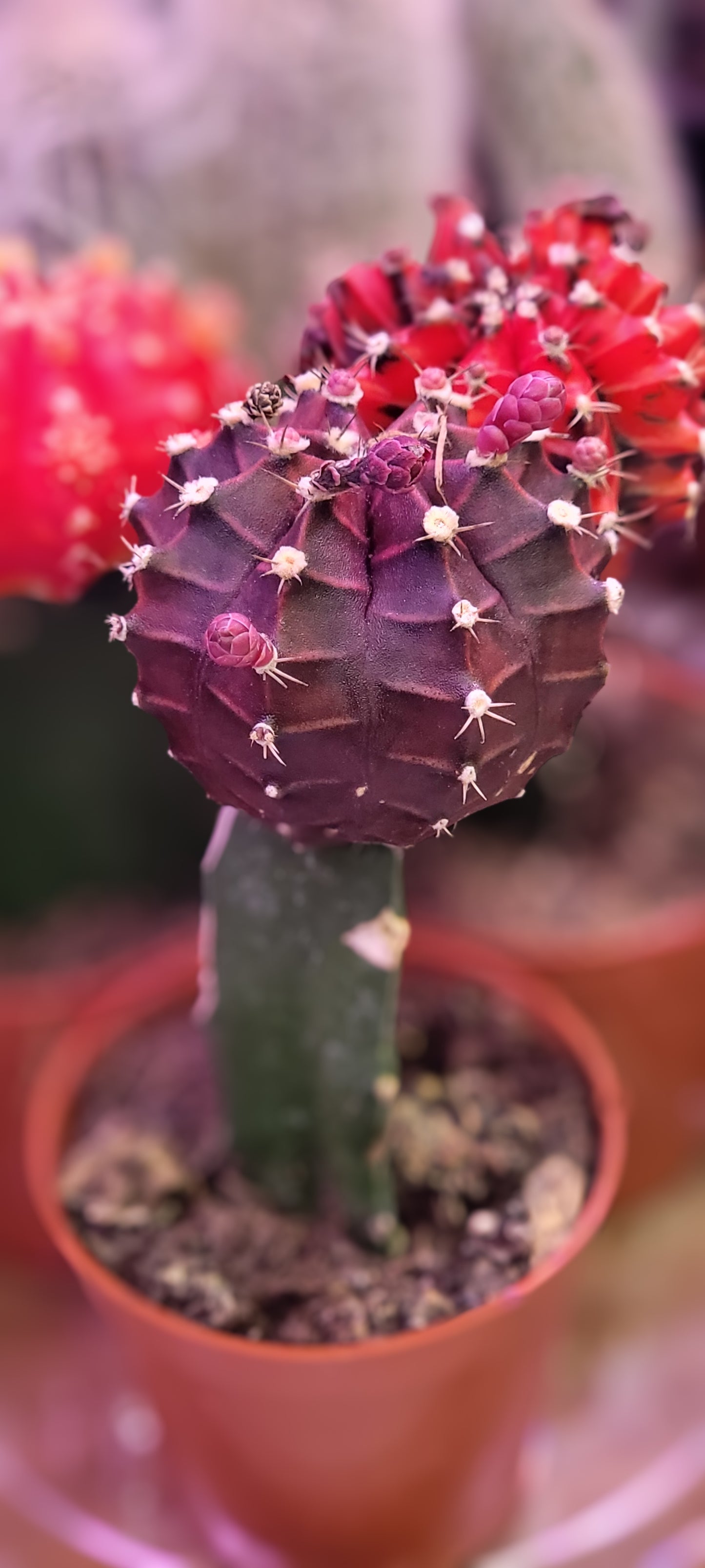 Moon Cactus