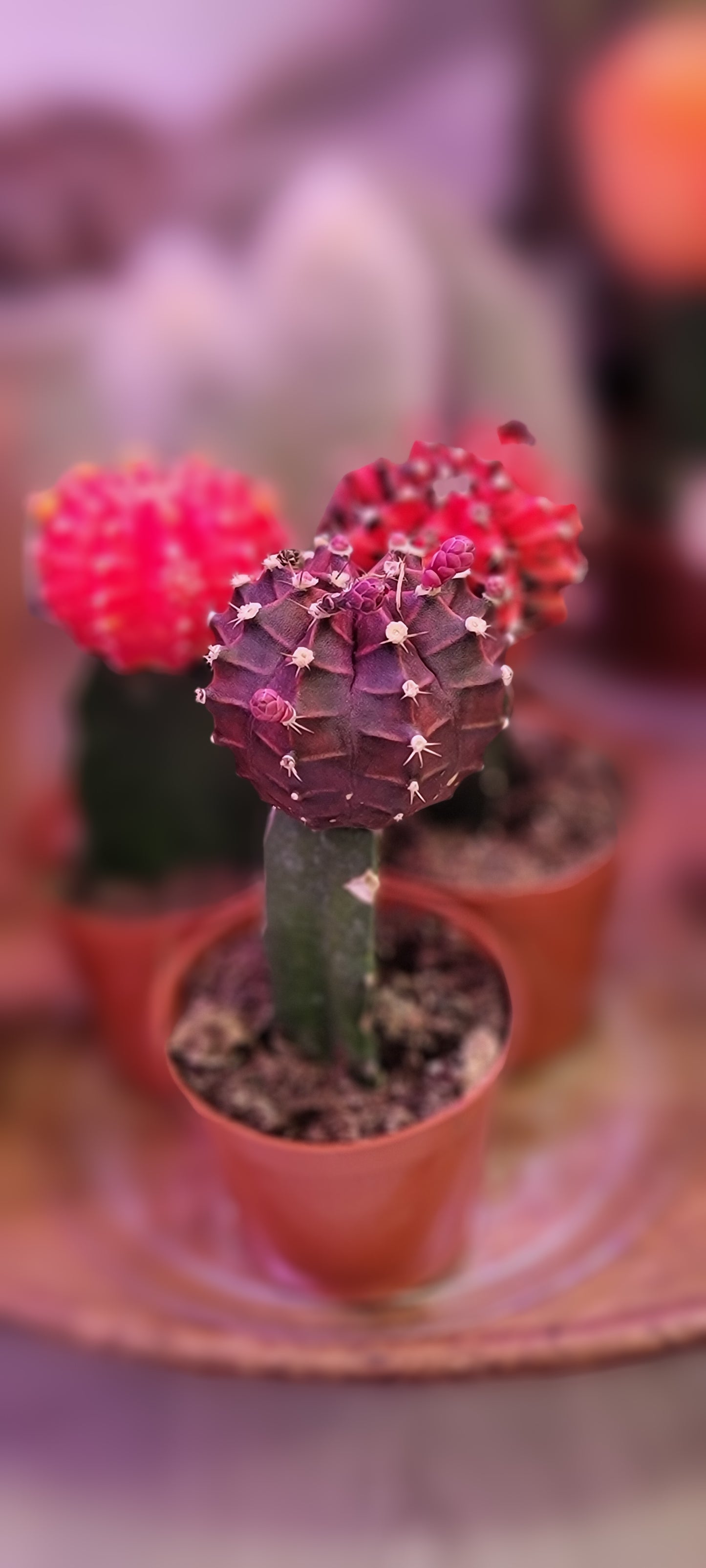 Moon Cactus