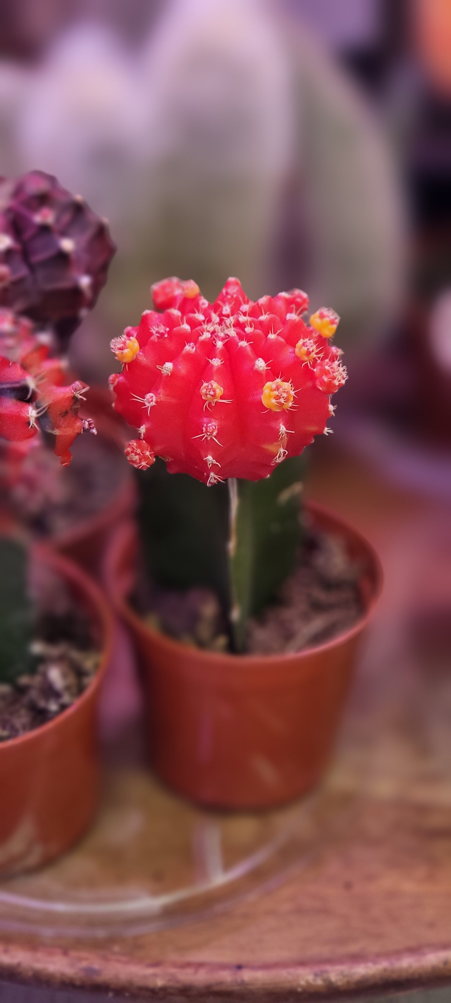 Moon Cactus