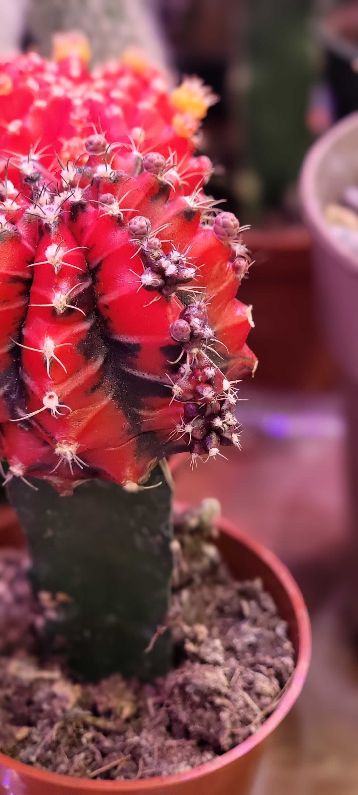 Moon Cactus