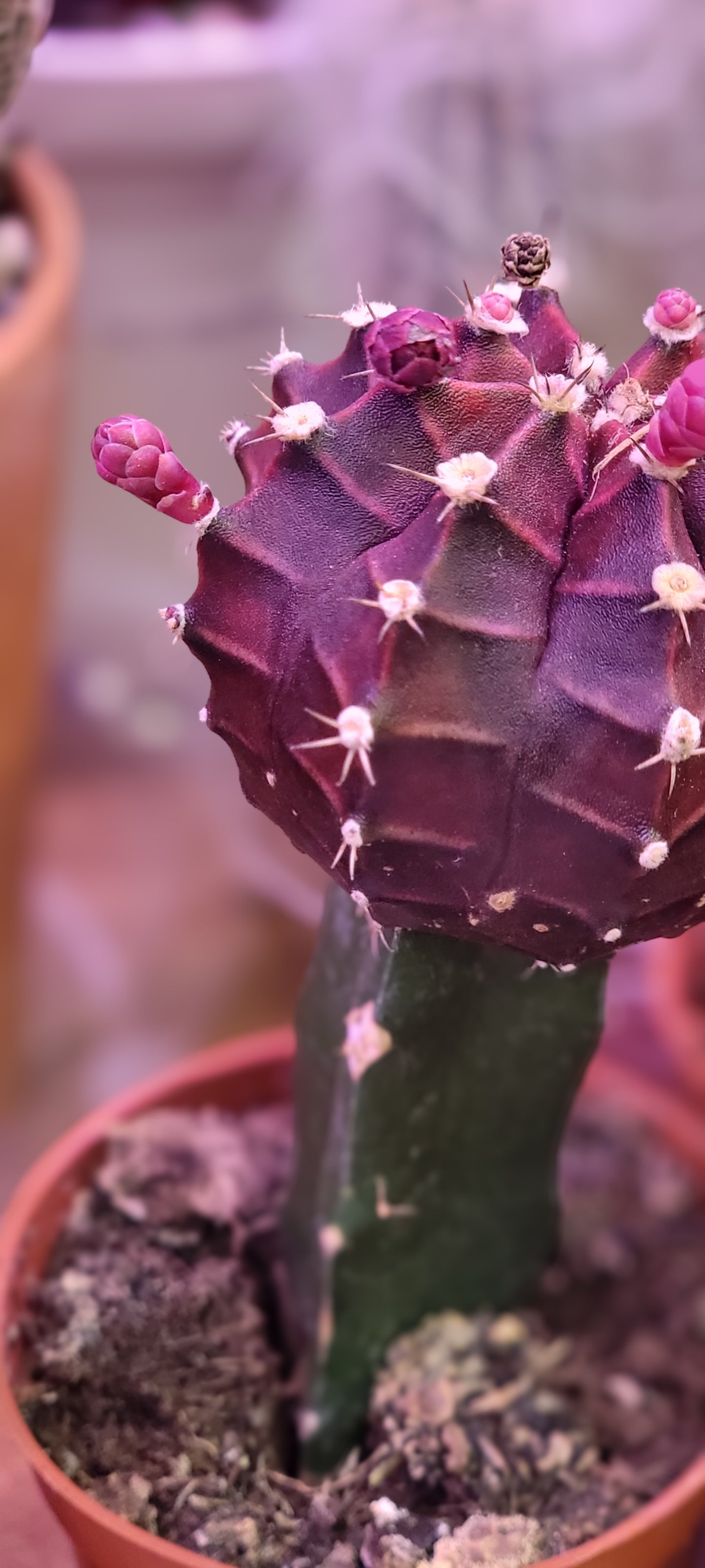 Moon Cactus