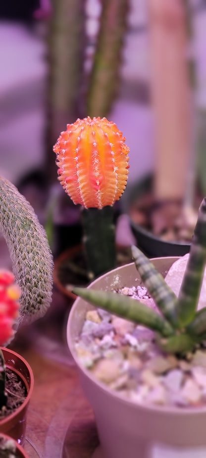 Moon Cactus