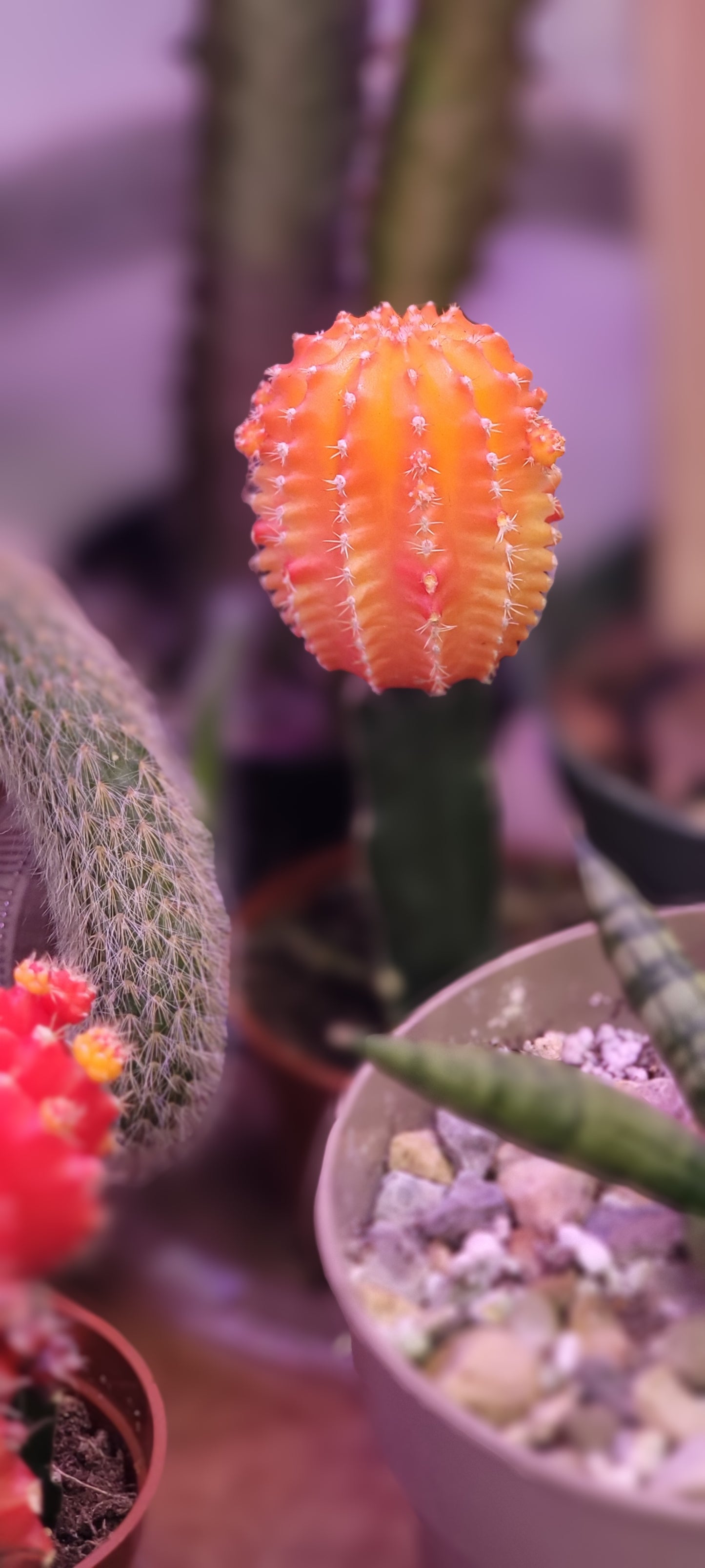 Moon Cactus