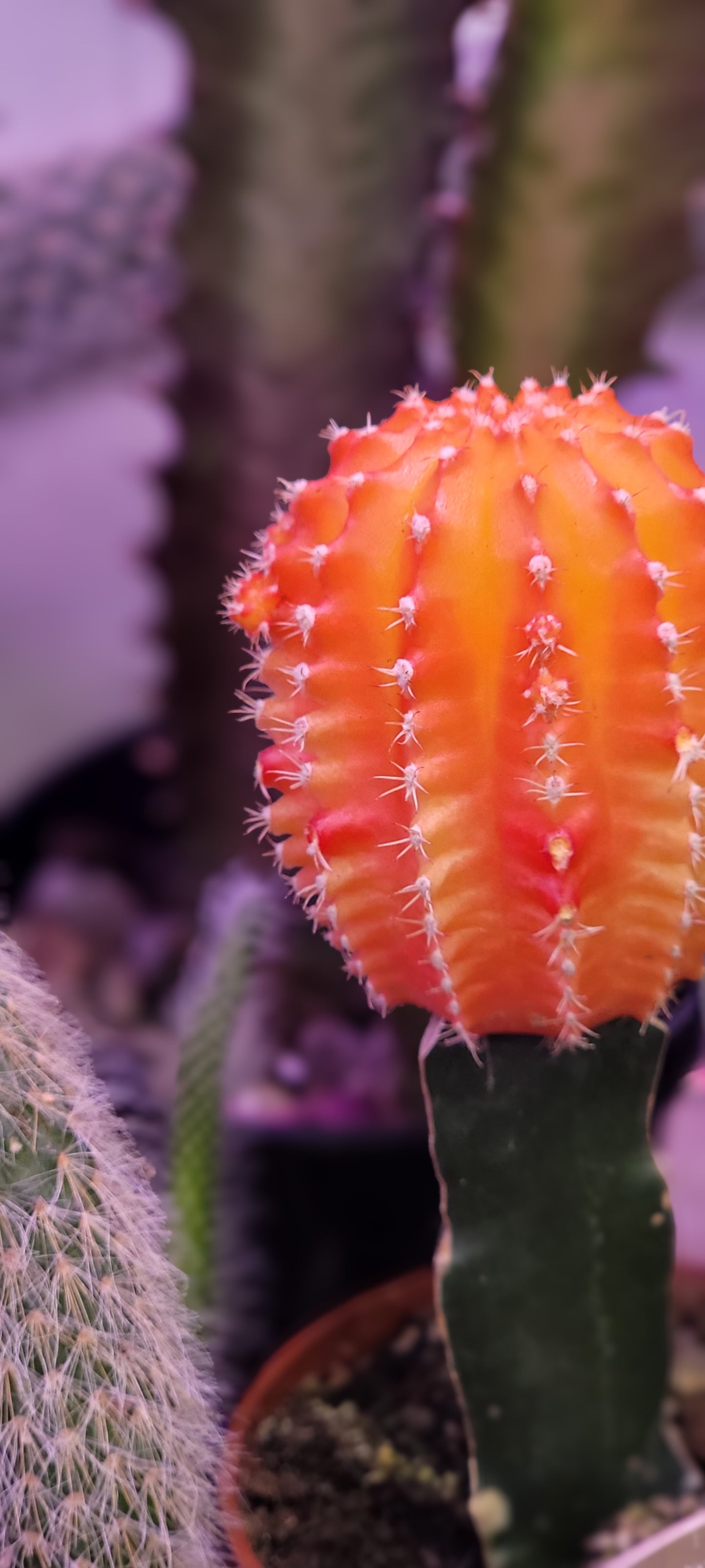 Moon Cactus