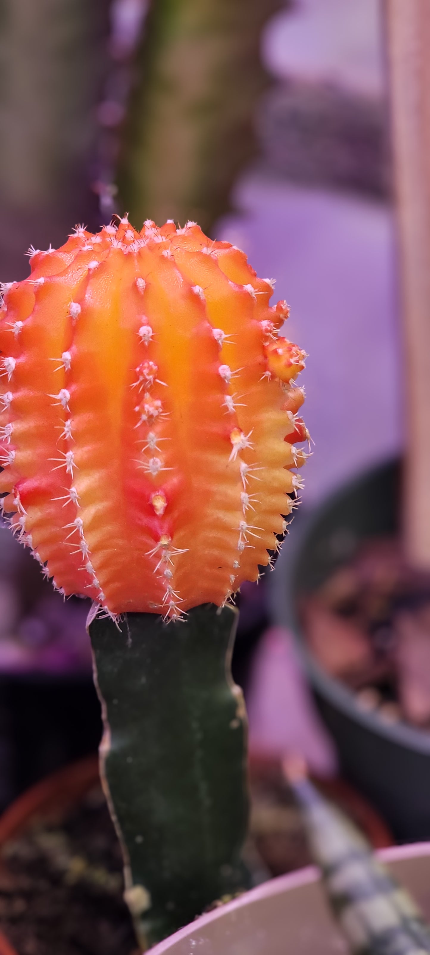 Moon Cactus