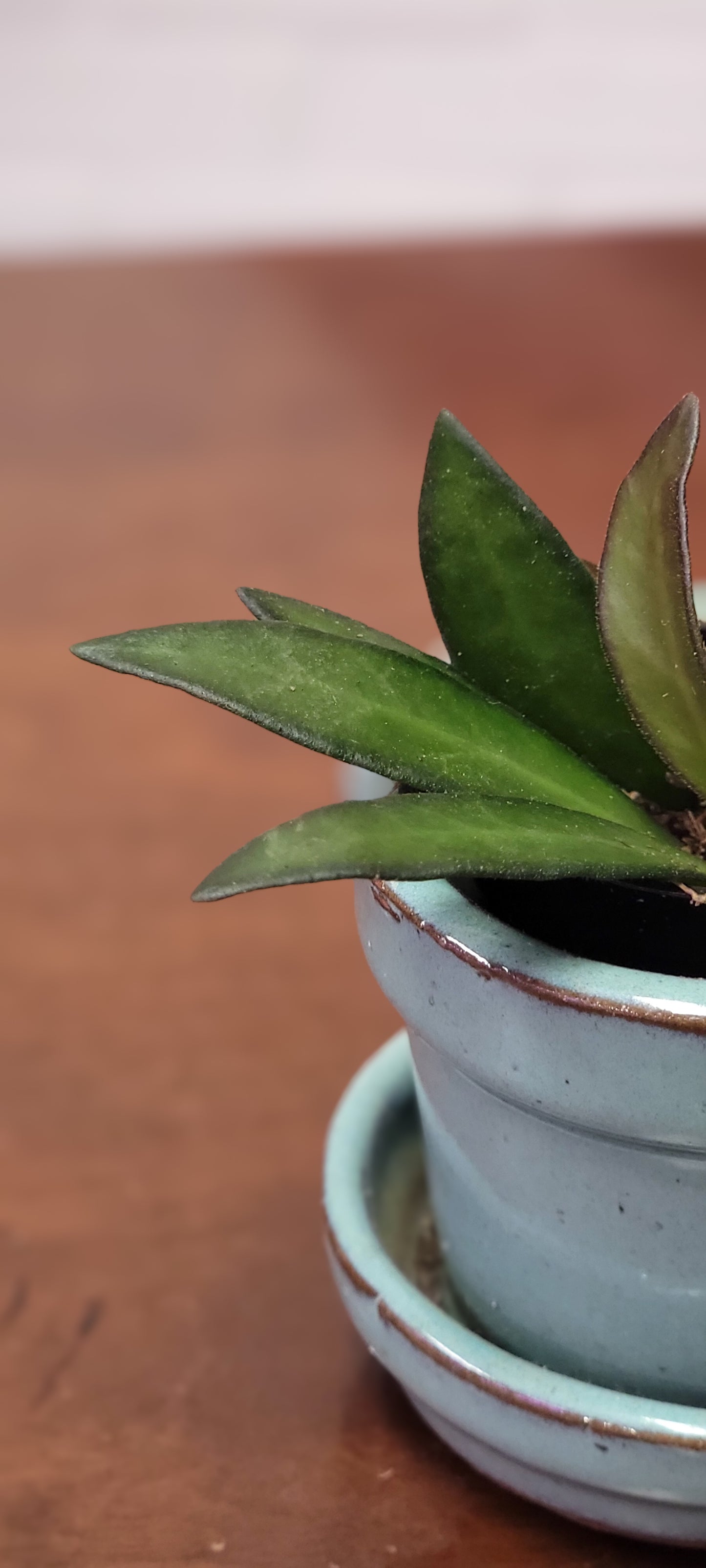 Hoya Wayetii