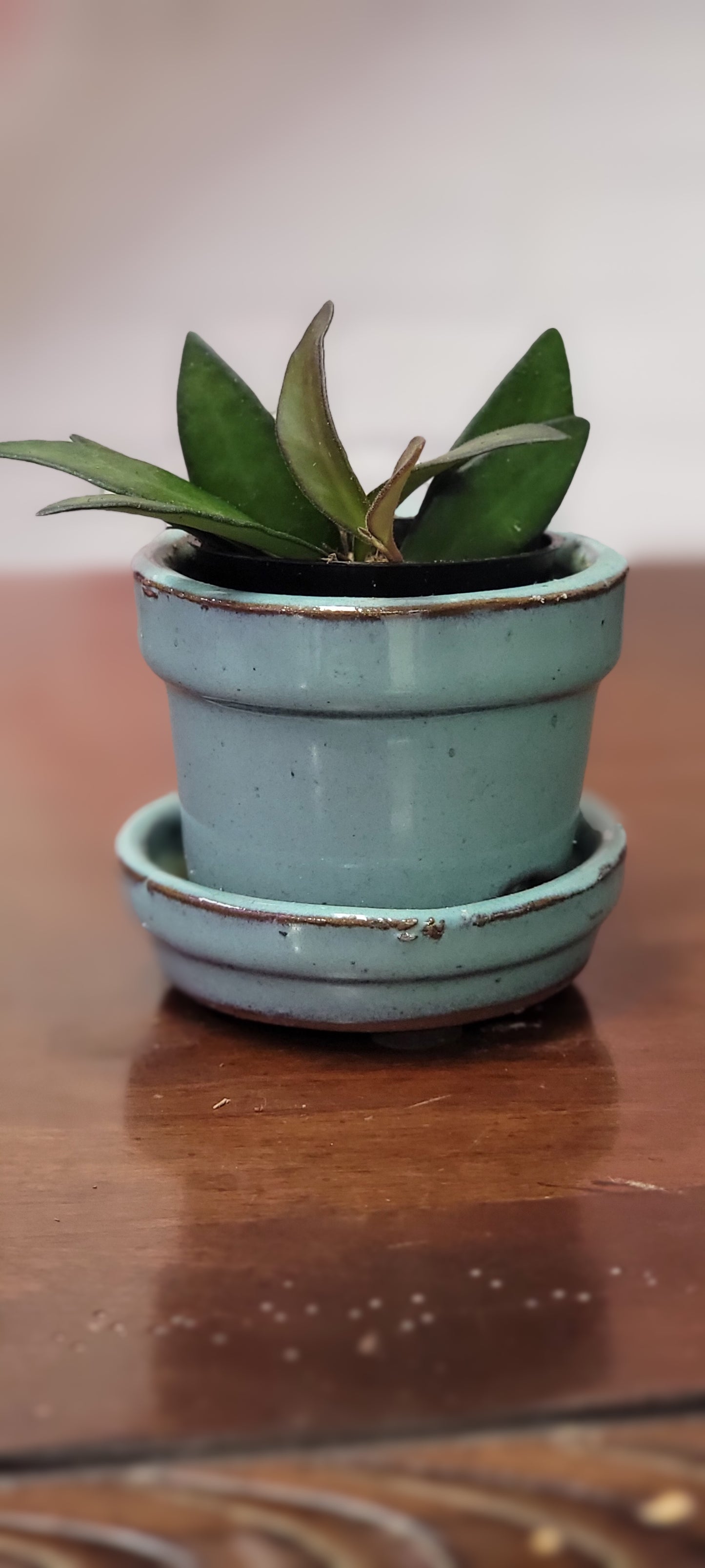 Hoya Wayetii