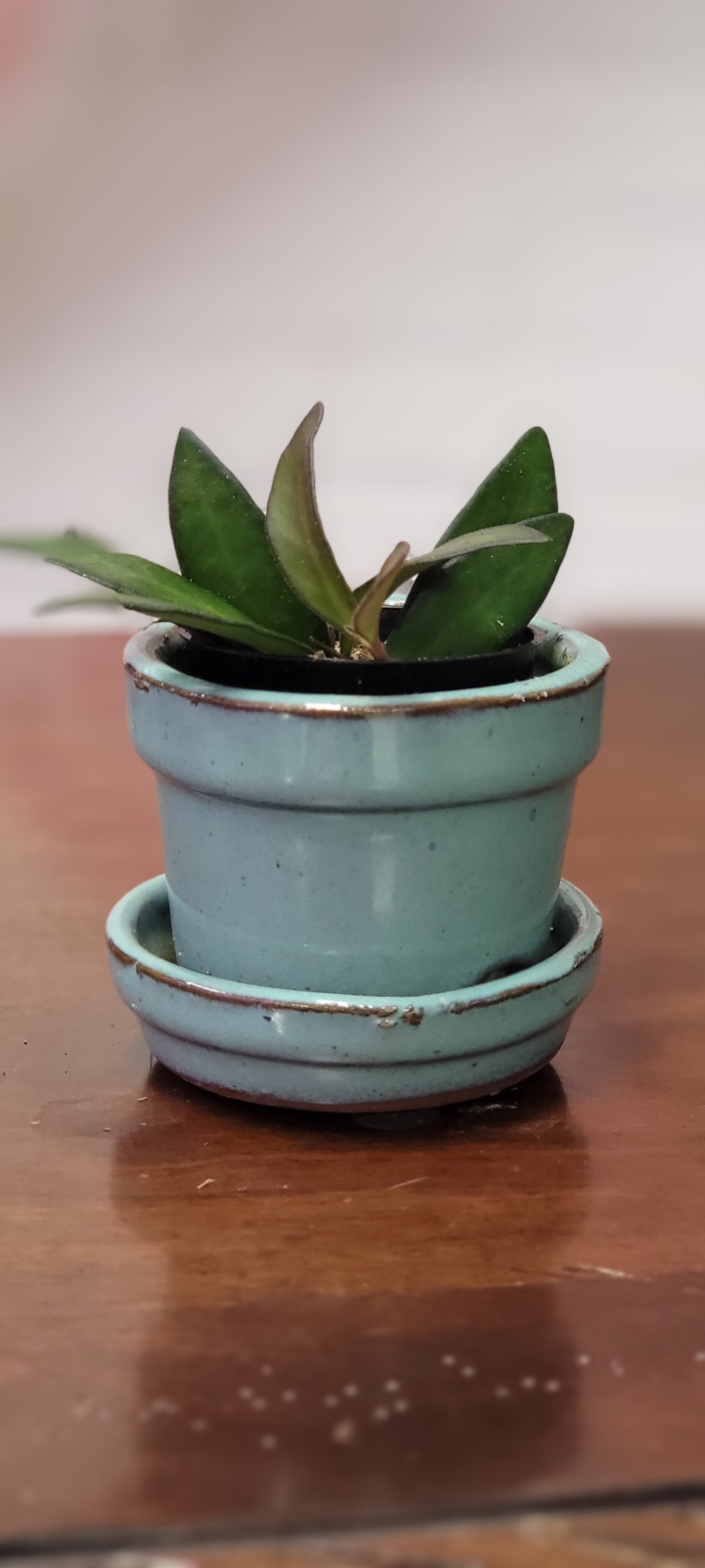 Hoya Wayetii