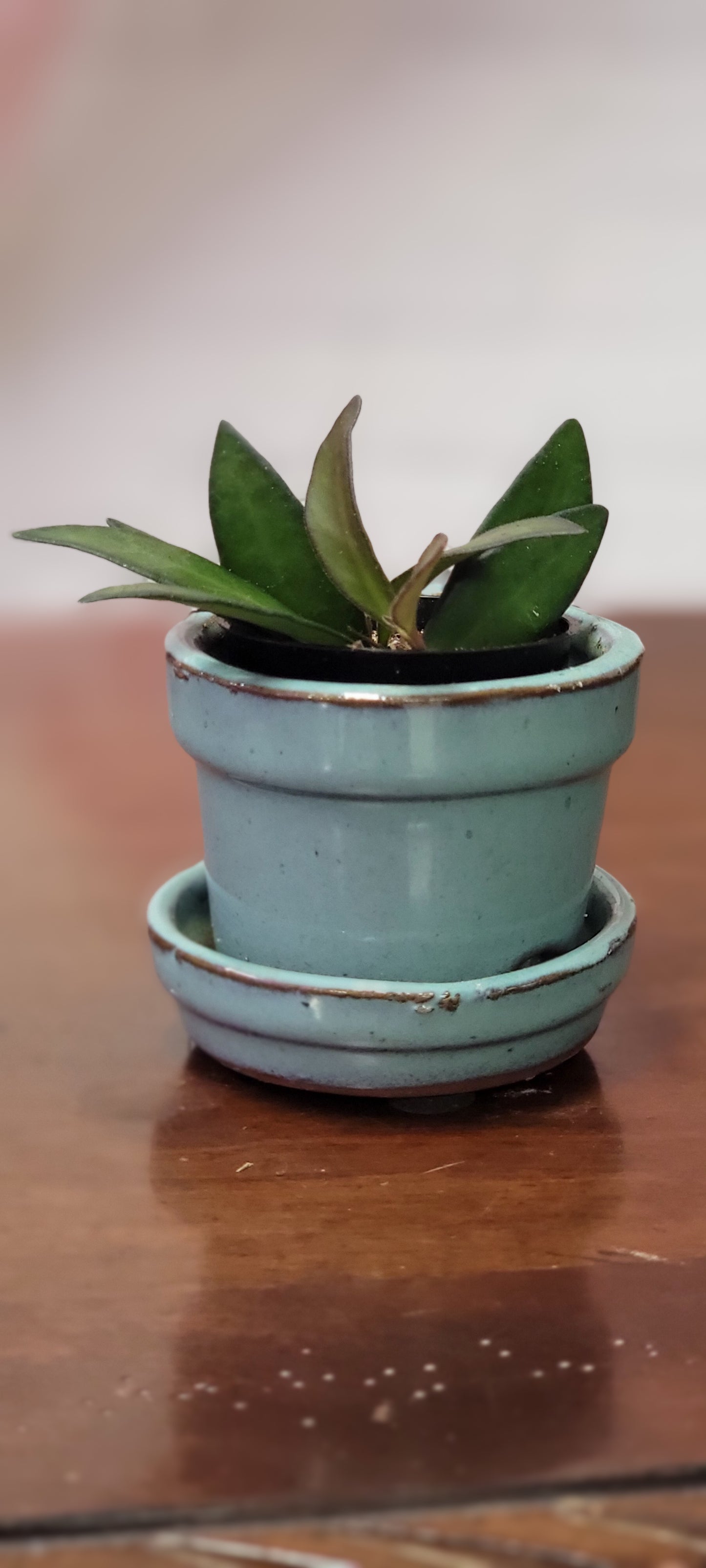 Hoya Wayetii