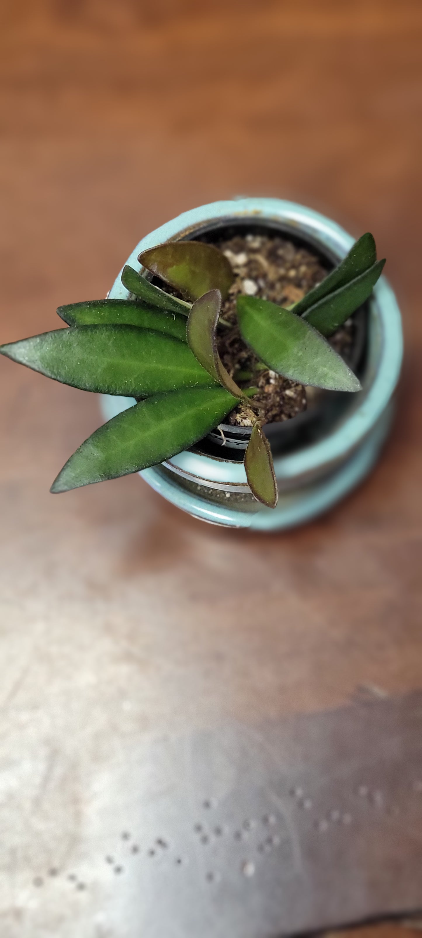 Hoya Wayetii