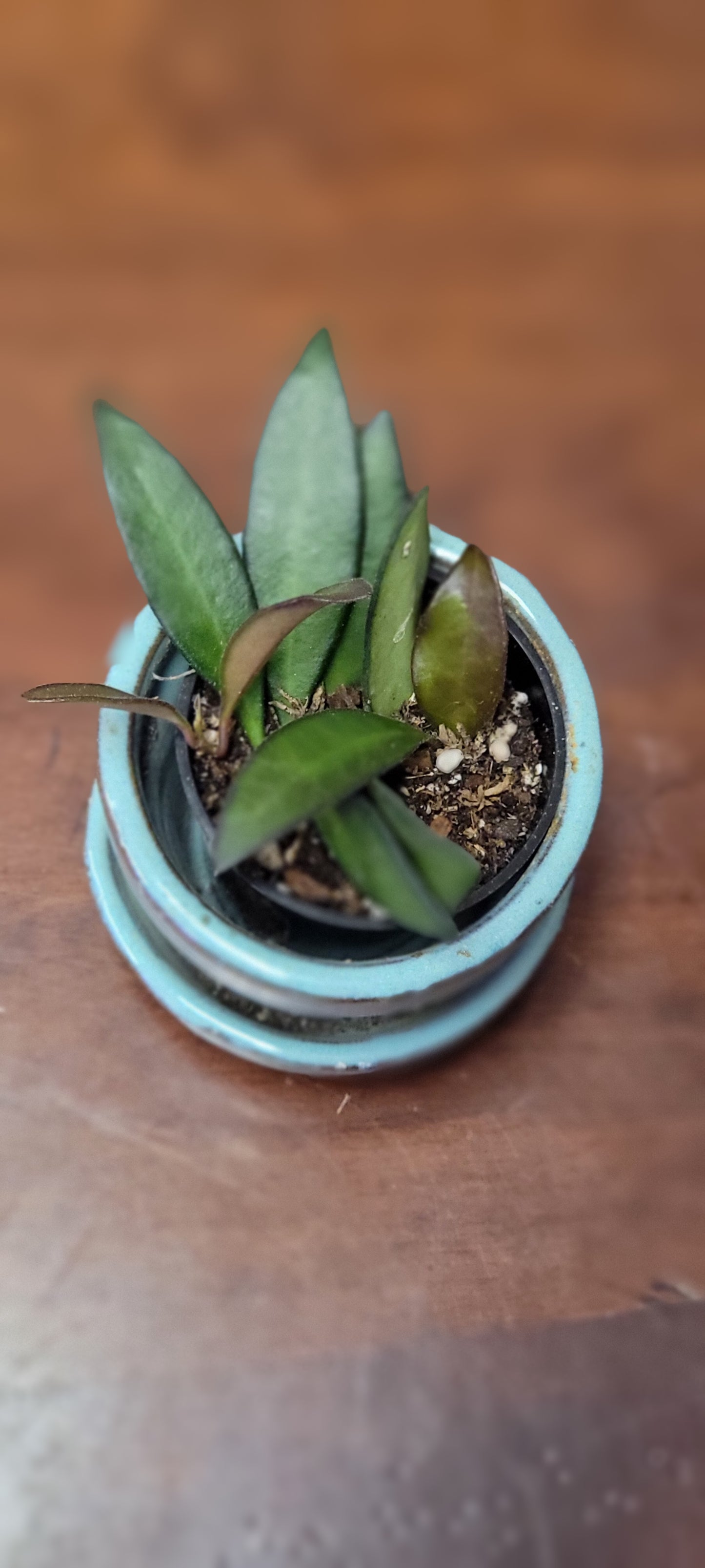 Hoya Wayetii