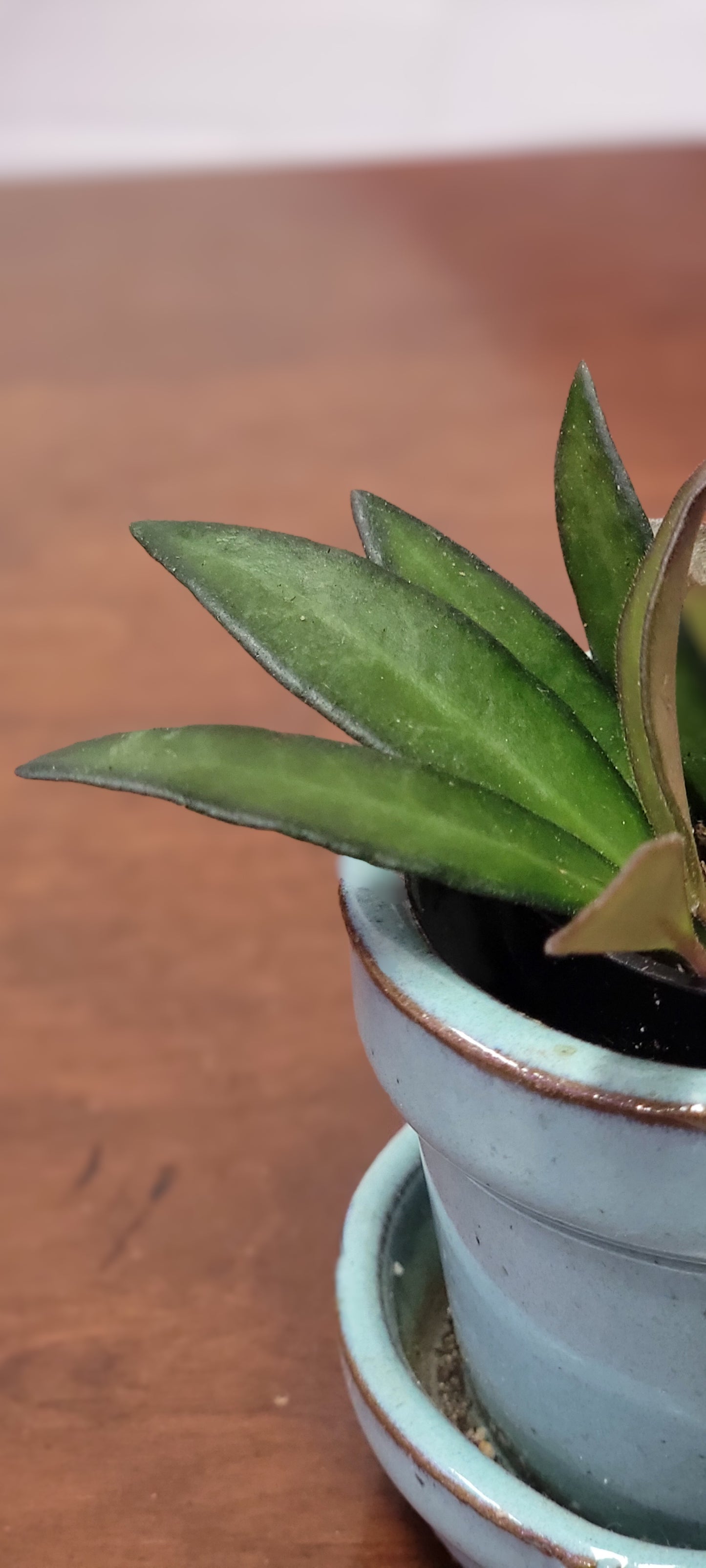 Hoya Wayetii