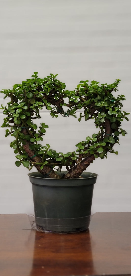 Living Heart Jade Topiary