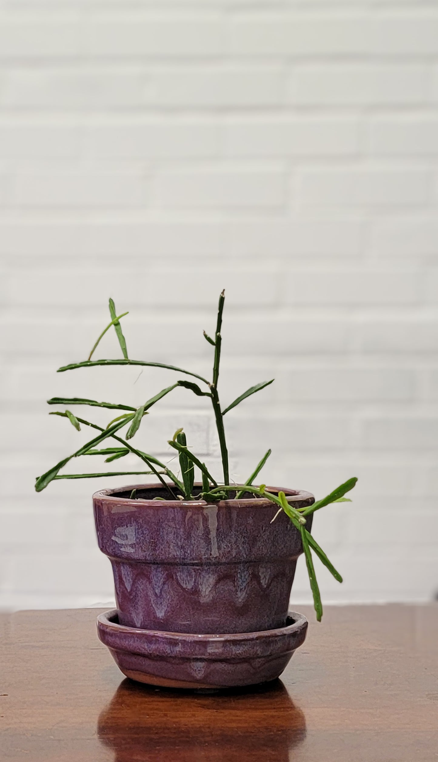 Rhipsalis Ewaldiana Mistletoe Cactus