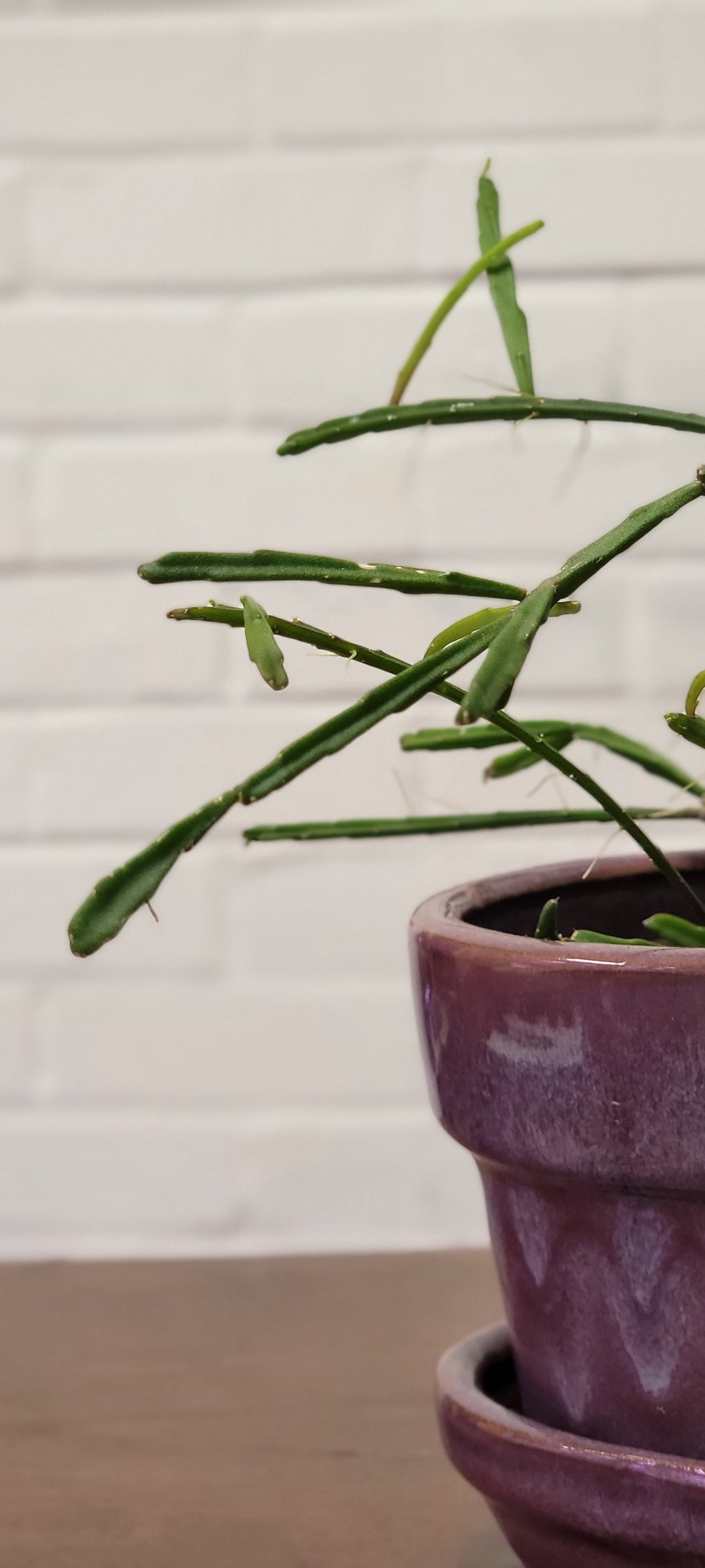 Rhipsalis Ewaldiana Mistletoe Cactus