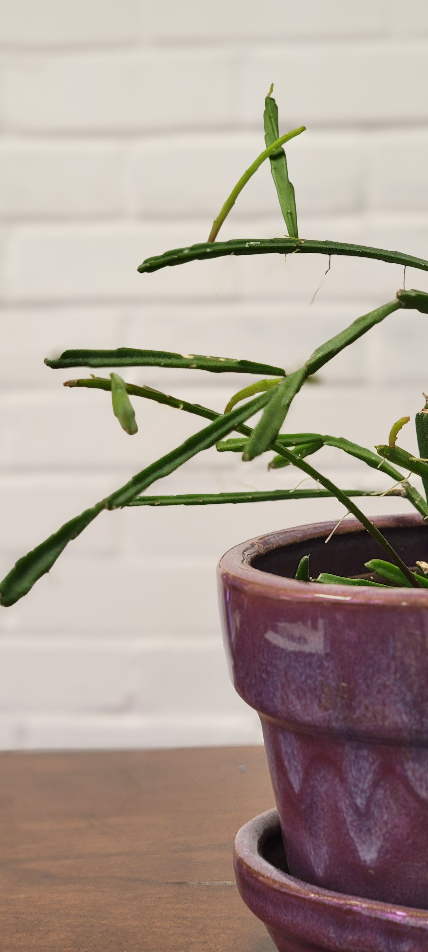 Rhipsalis Ewaldiana Mistletoe Cactus