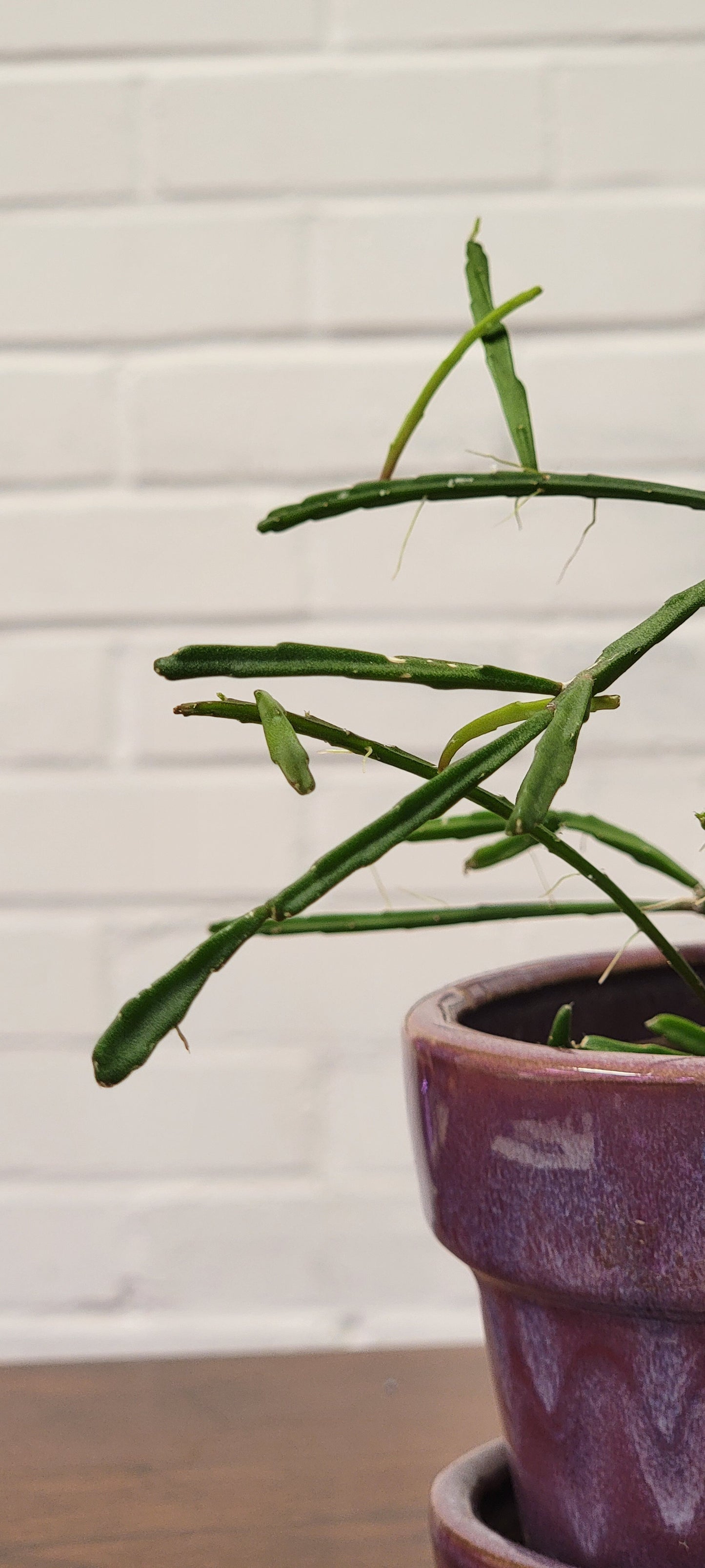 Rhipsalis Ewaldiana Mistletoe Cactus