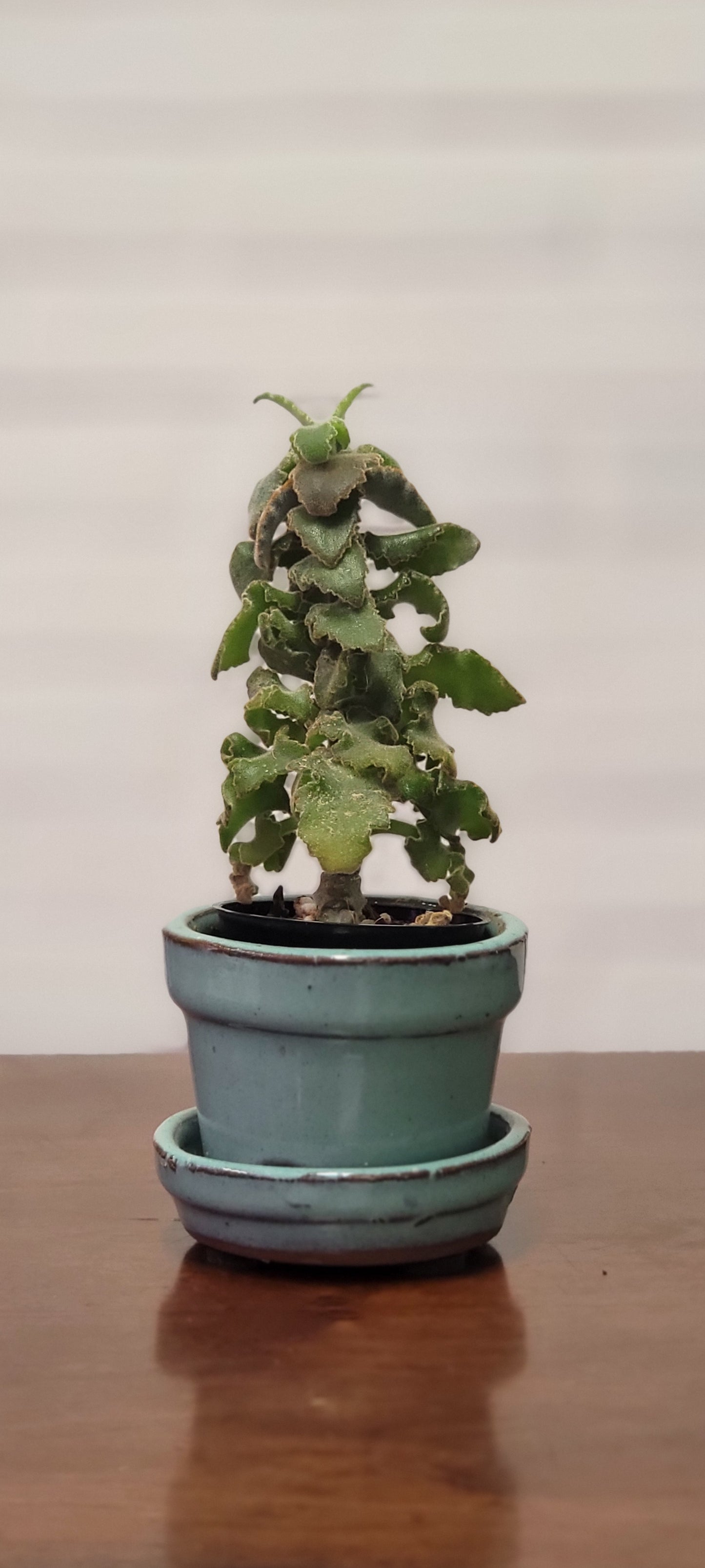 Kalanchoe Felt Bush