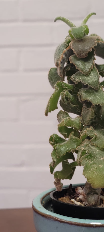 Kalanchoe Felt Bush