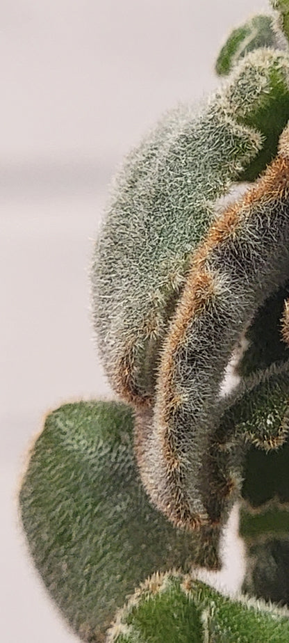 Kalanchoe Felt Bush