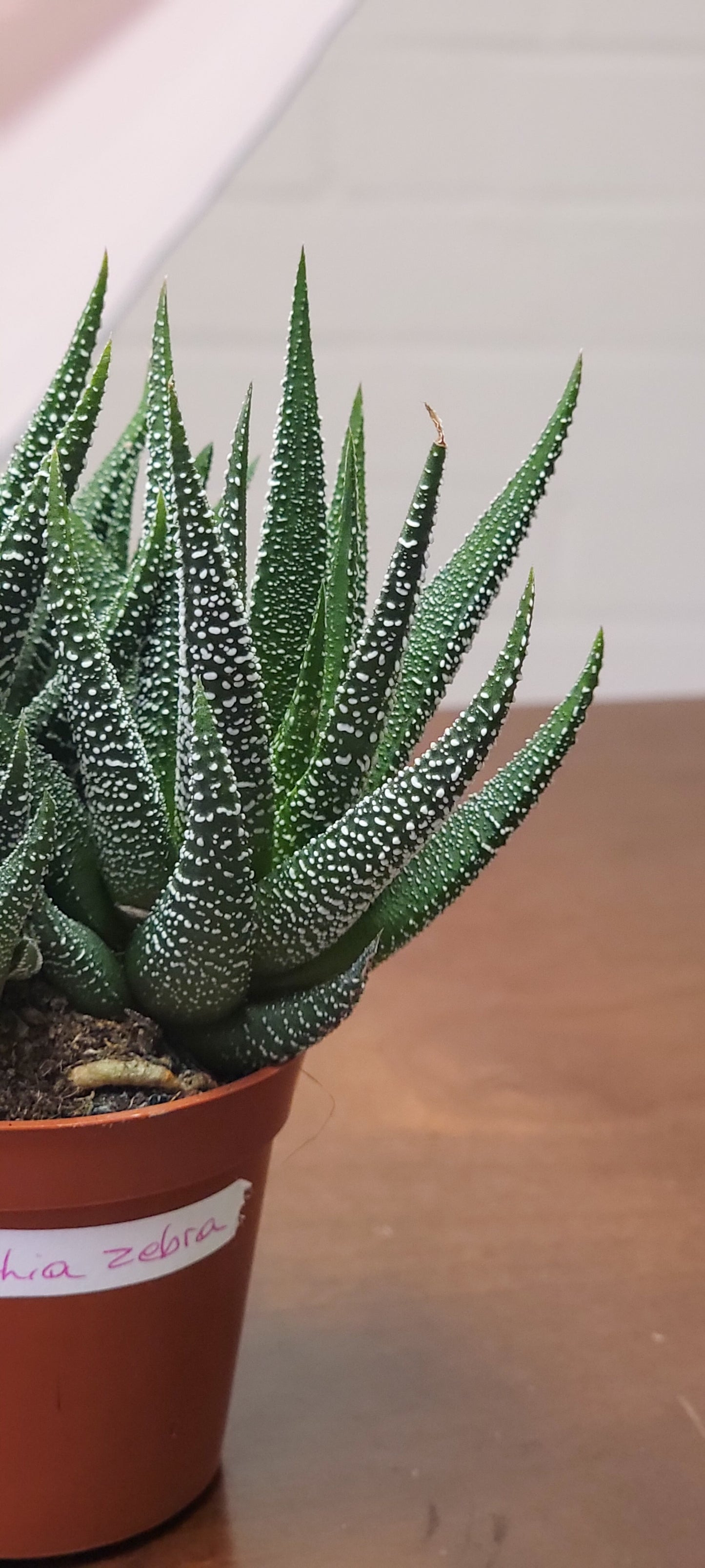 Haworthia Zebra