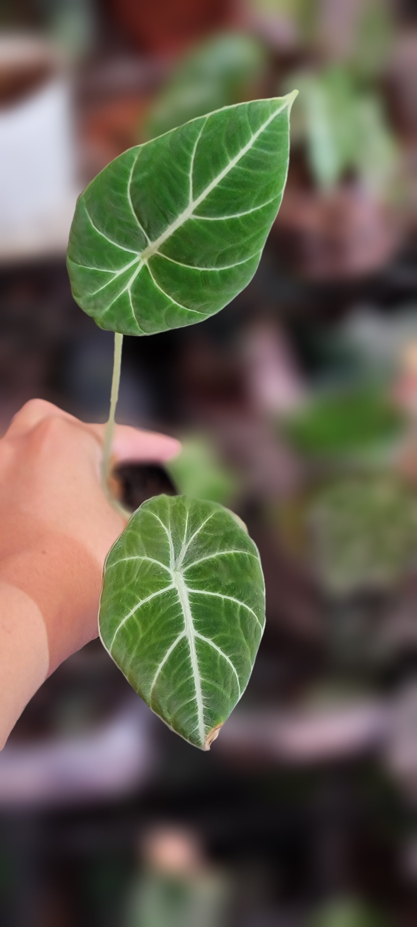 Alocasia Black Velvet