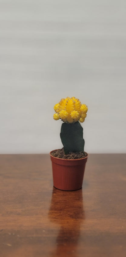 Moon Cactus