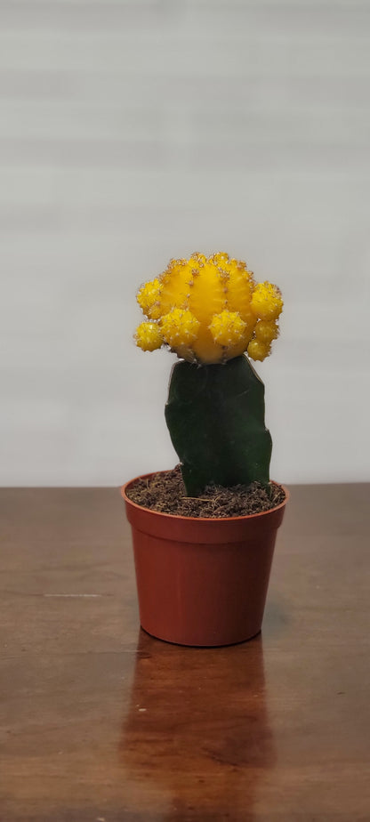 Moon Cactus