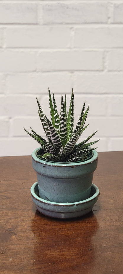 Haworthia Zebra