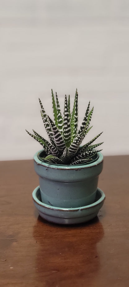 Haworthia Zebra