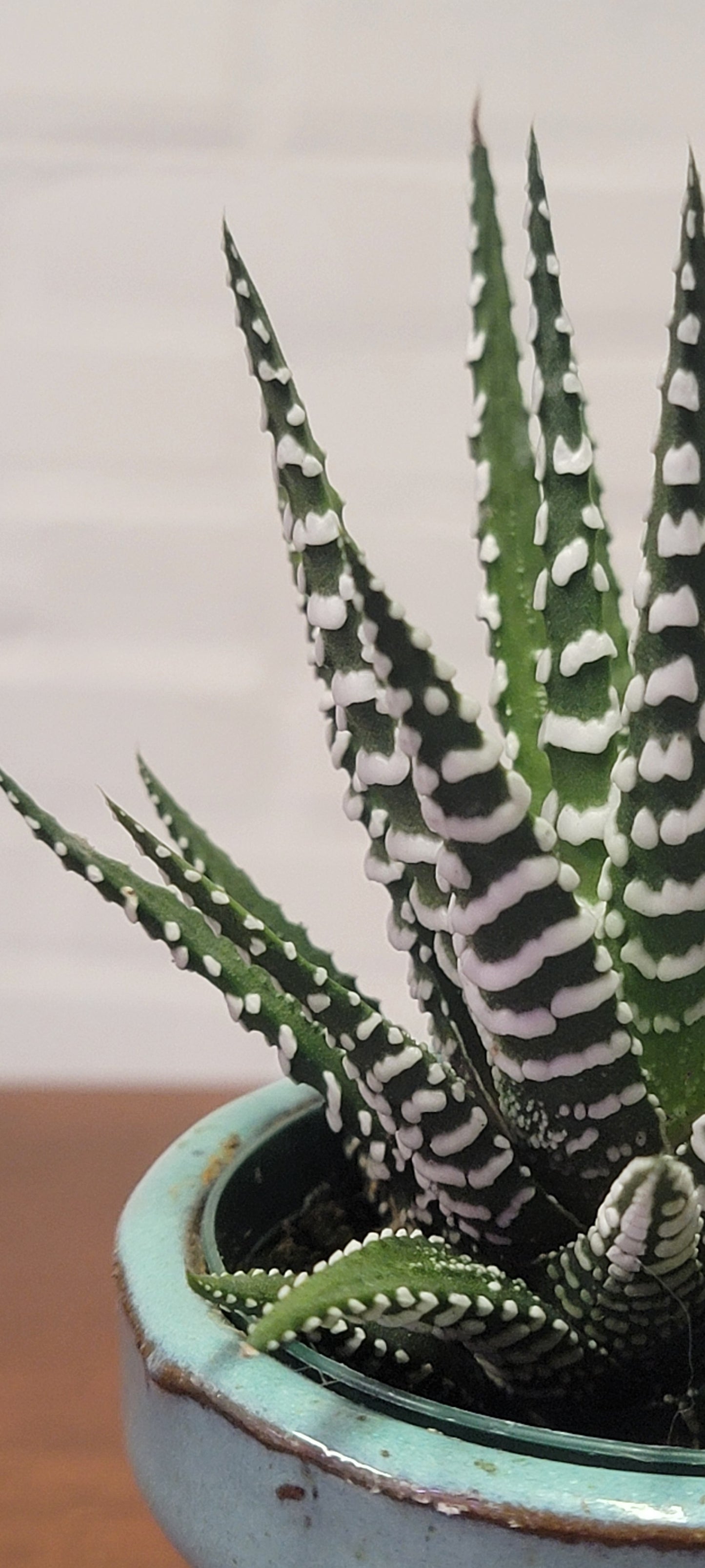 Haworthia Zebra