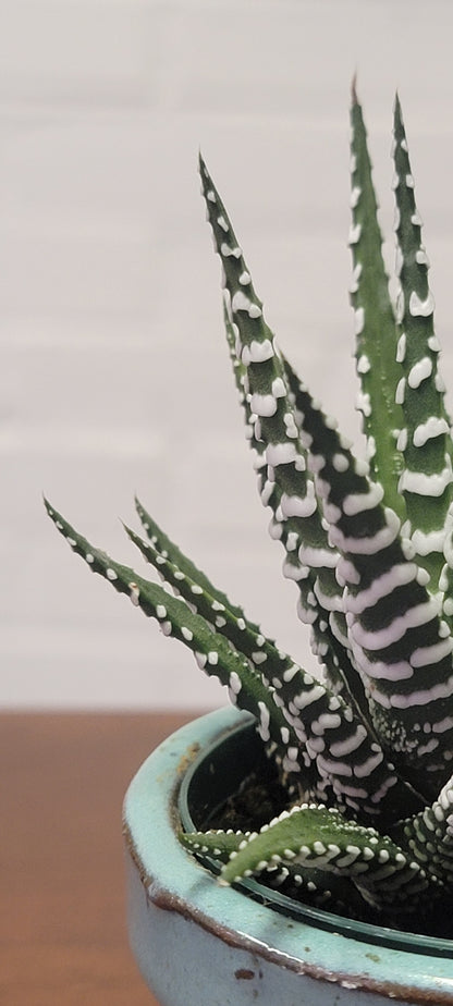 Haworthia Zebra