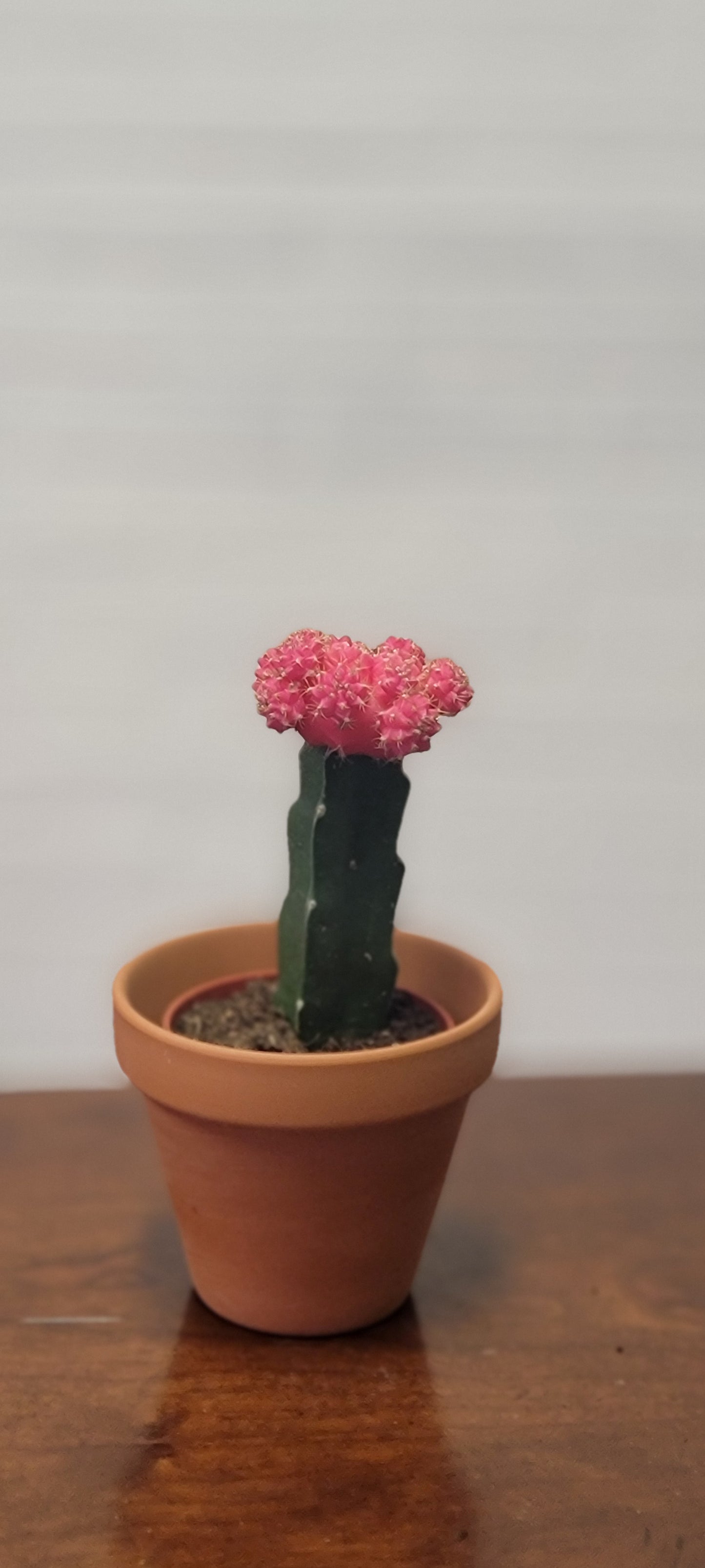 Moon Cactus