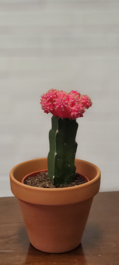 Moon Cactus