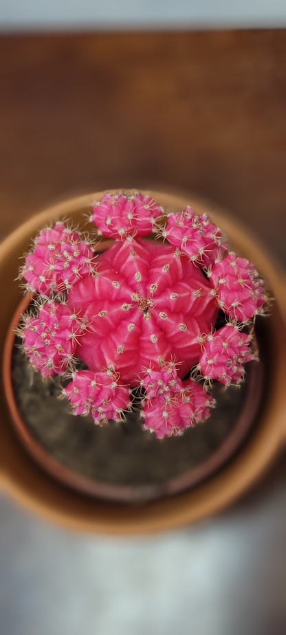 Moon Cactus