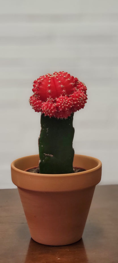 Moon Cactus