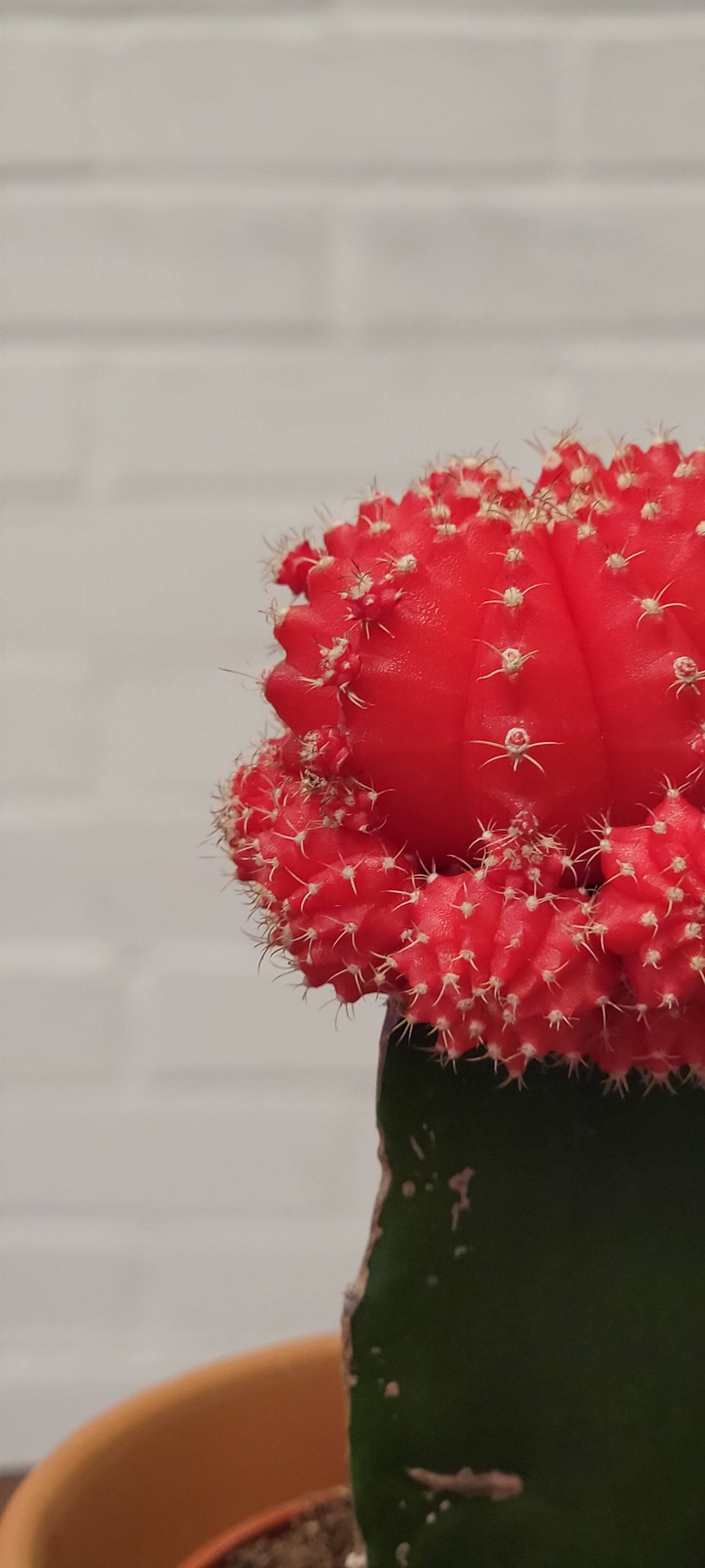 Moon Cactus