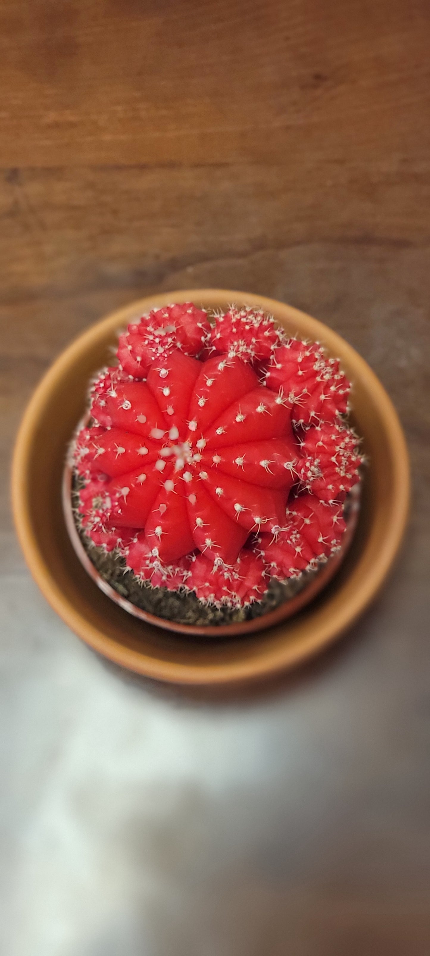 Moon Cactus