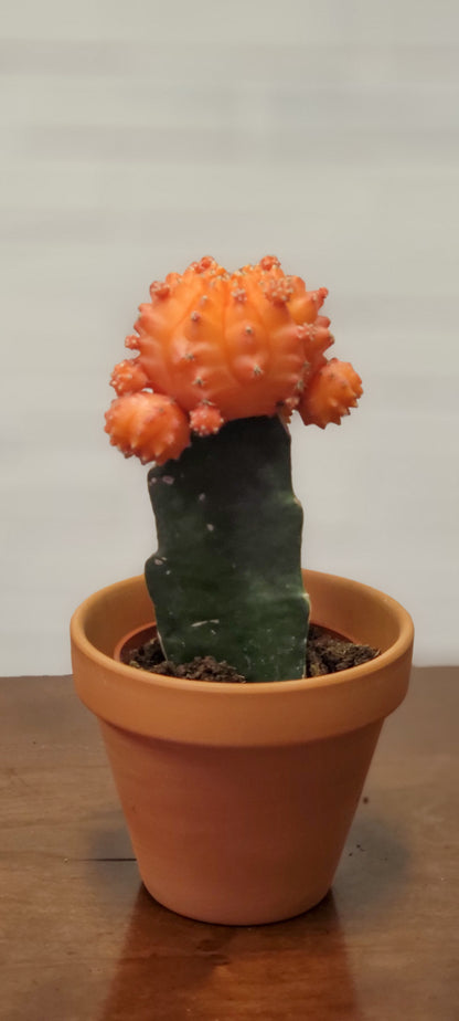 Moon Cactus